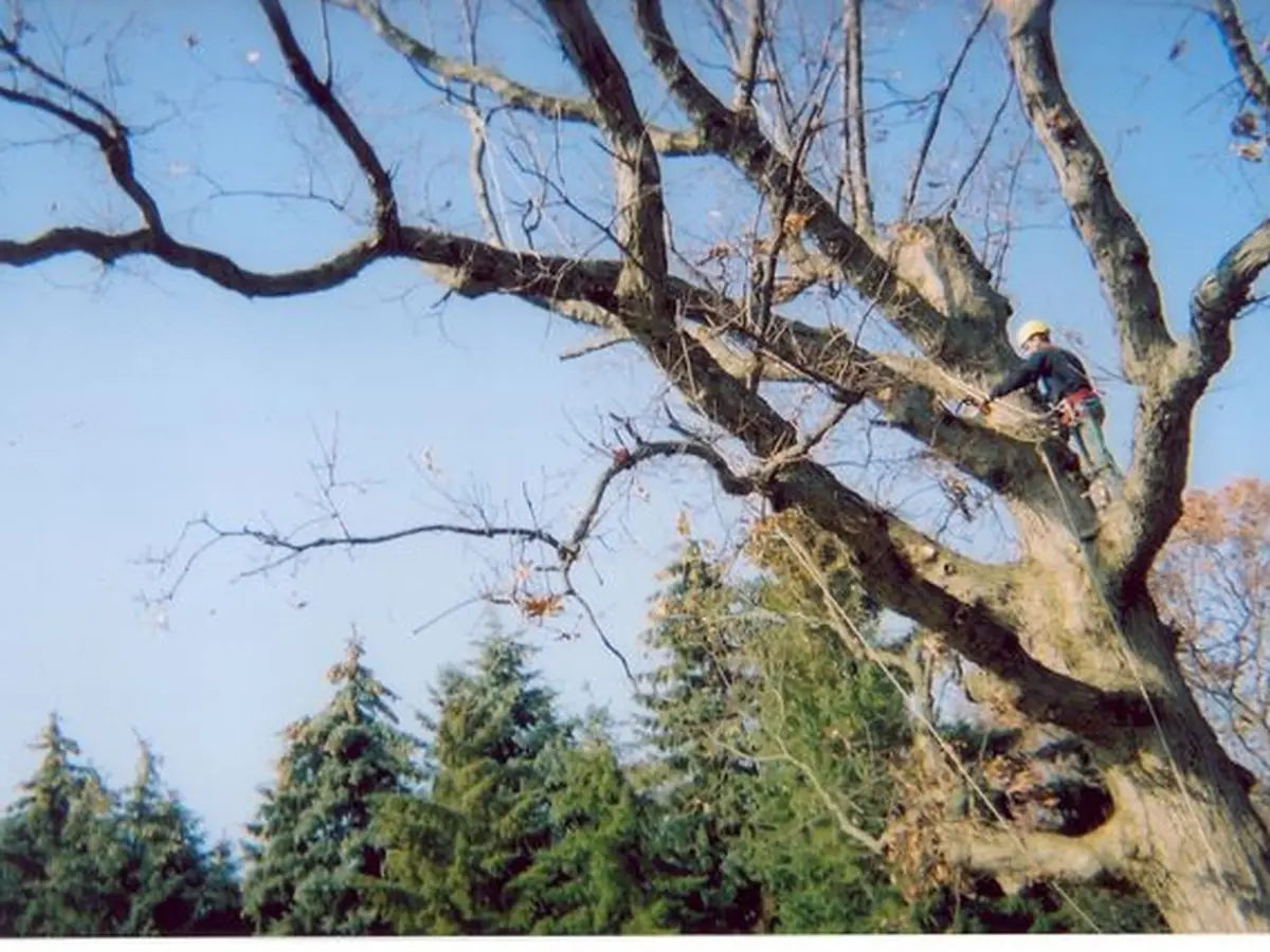 A climber high in a big dead oak