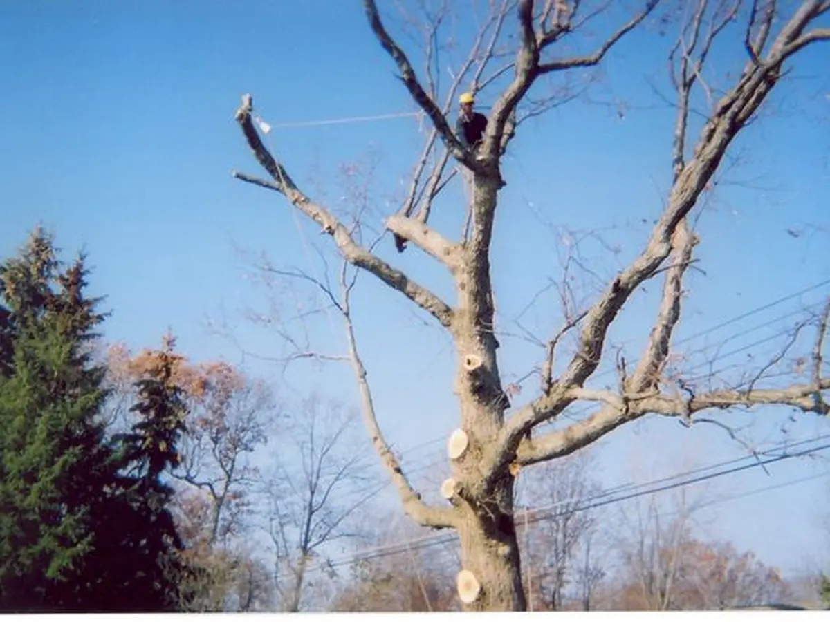 A big dead oak being taken down near power lines