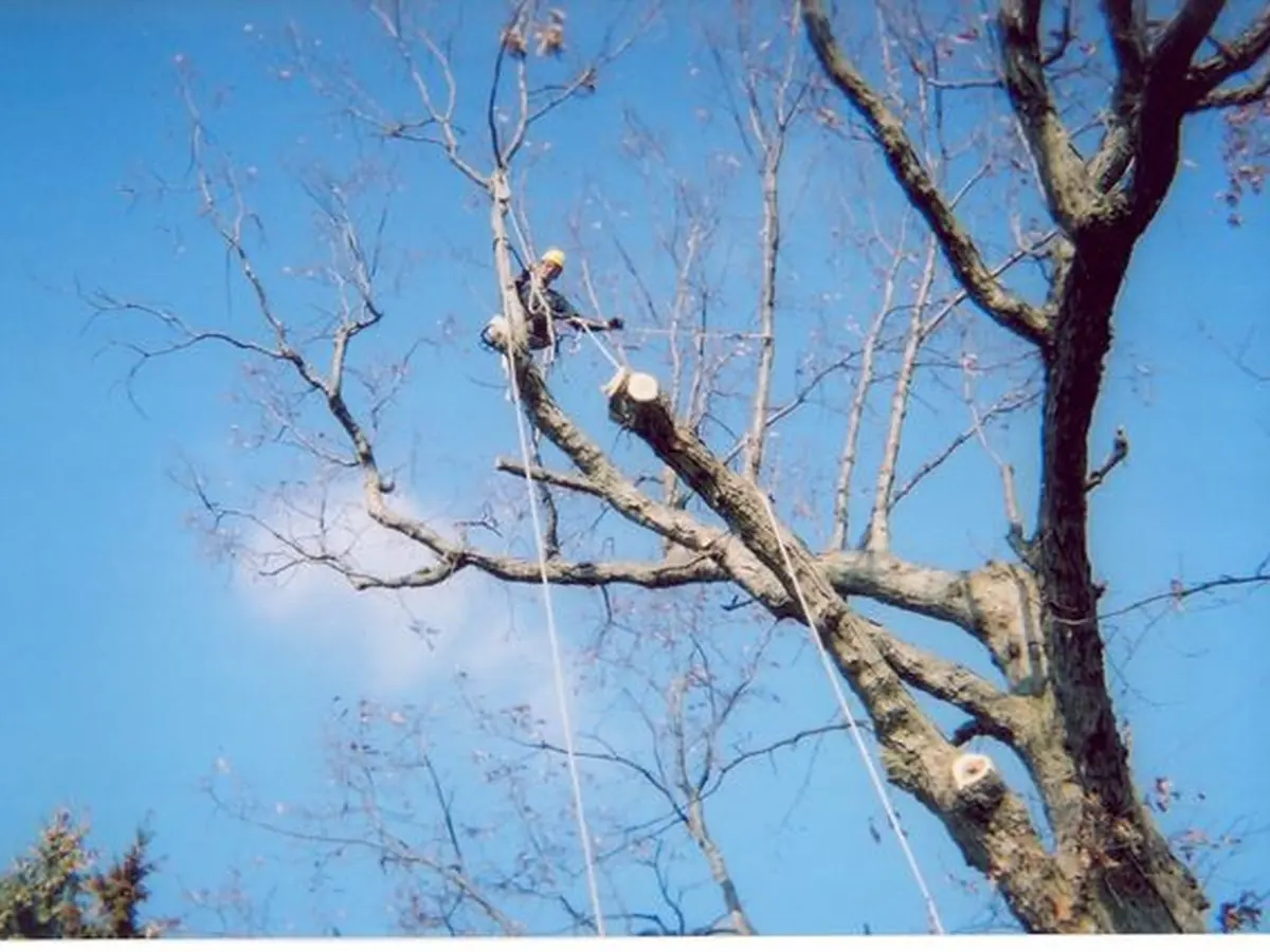 A climber rigging down big wood from a dead oak