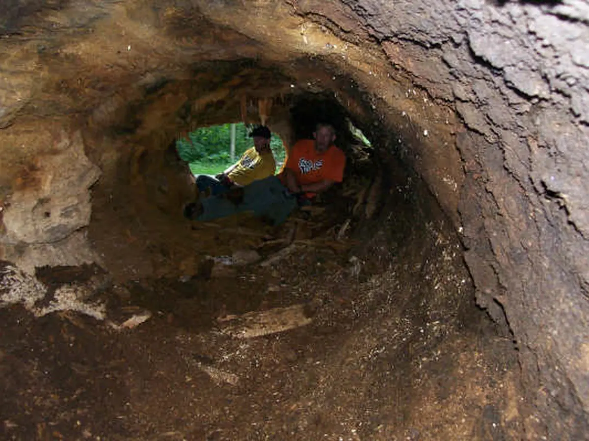 Two crew members inside a hollow cottonwood trunk, 6 feet across