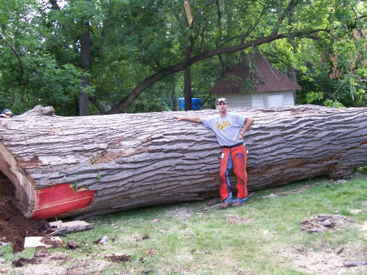 A crew member beside a big hollow cottonwood trunk on the ground