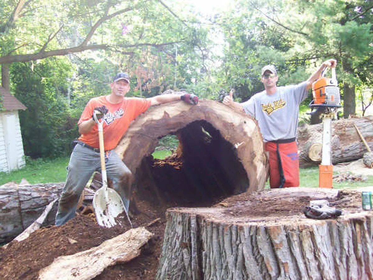 The crew cutting up a hollow cottonwood trunk