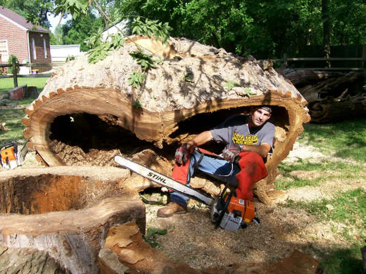 A crew member with a saw inside a cut hollow cottonwood