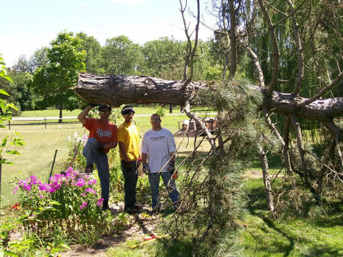 The crew beside big Scots pines they took down