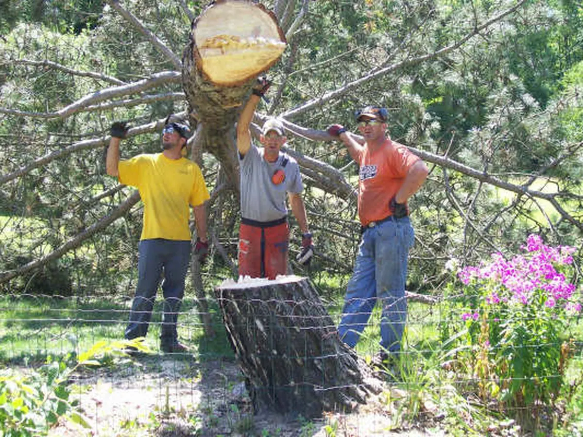 The crew beside a cut Scots pine trunk