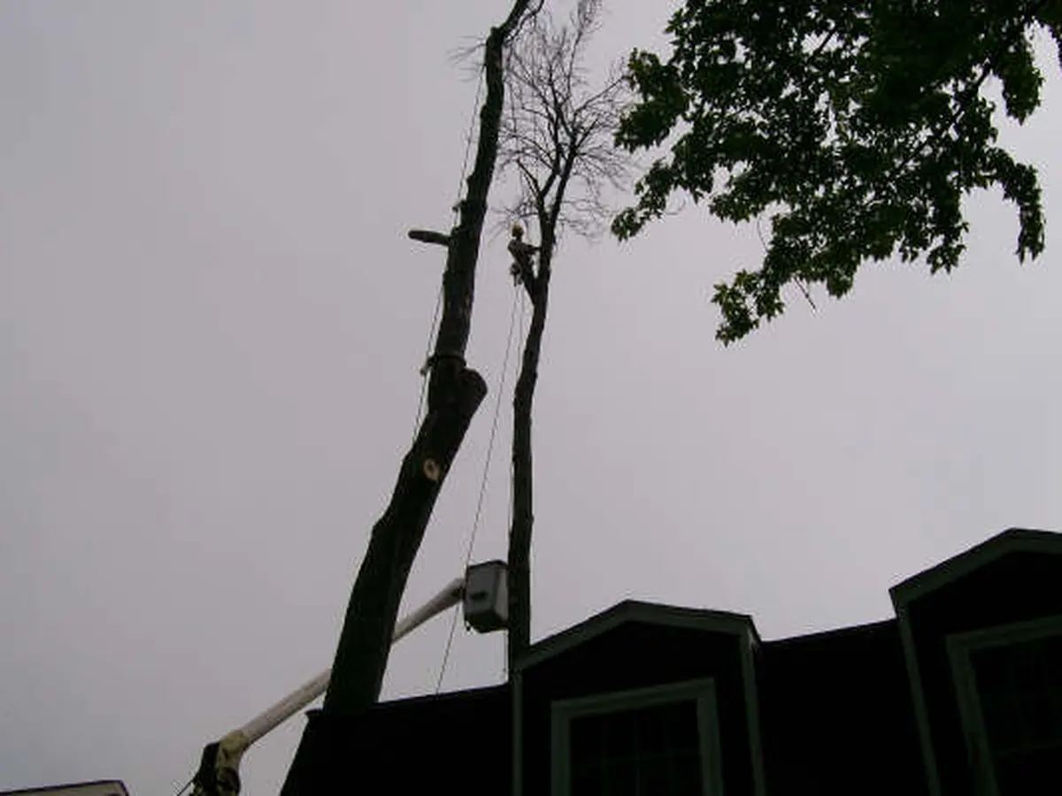 Two dead ash trees being taken down over a house