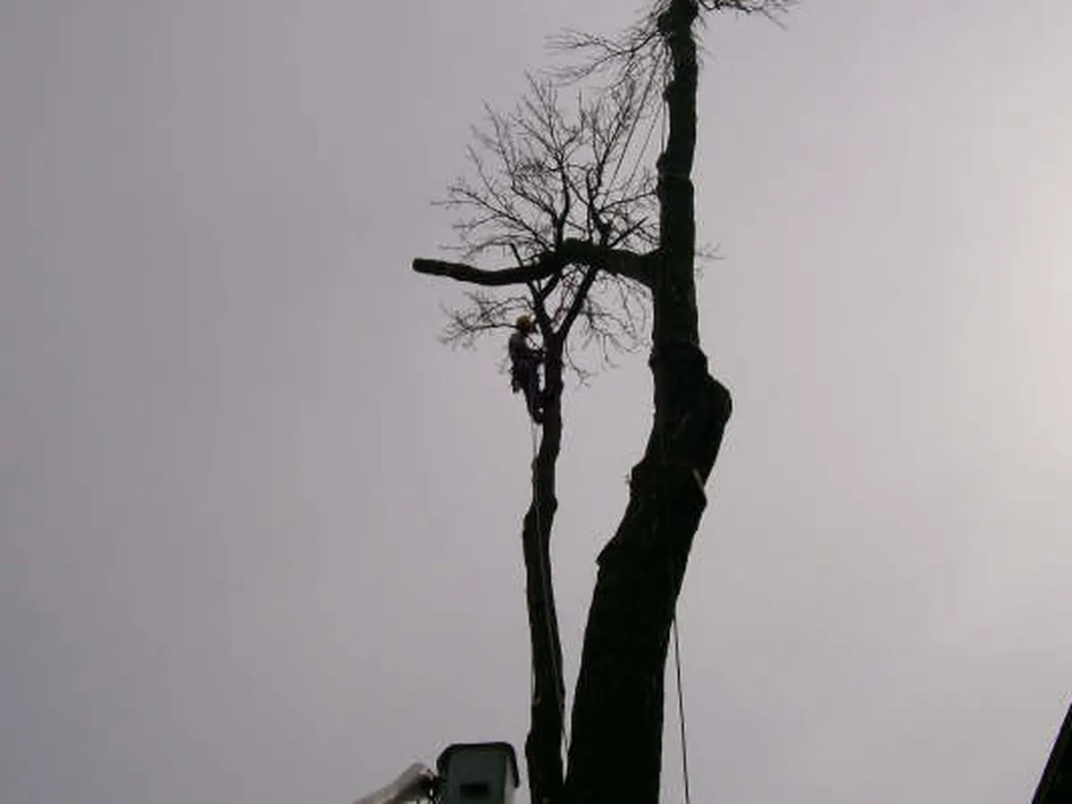 A climber taking down a big ash tree