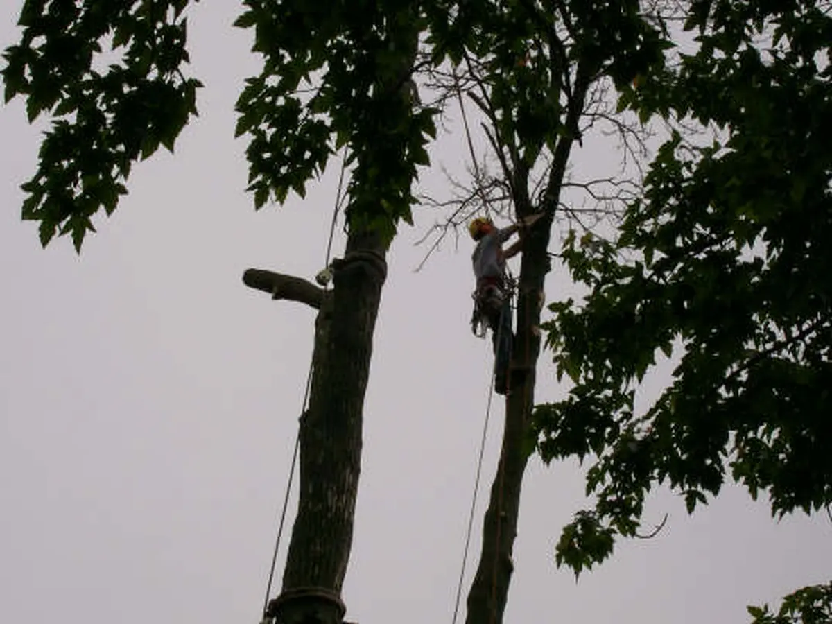 A climber in an ash tree beside a house