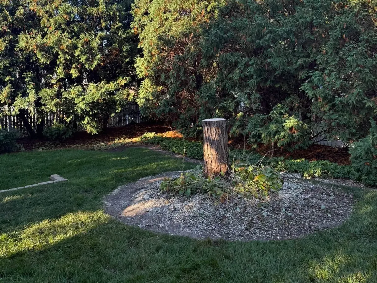 The same mulch bed after the tree came down