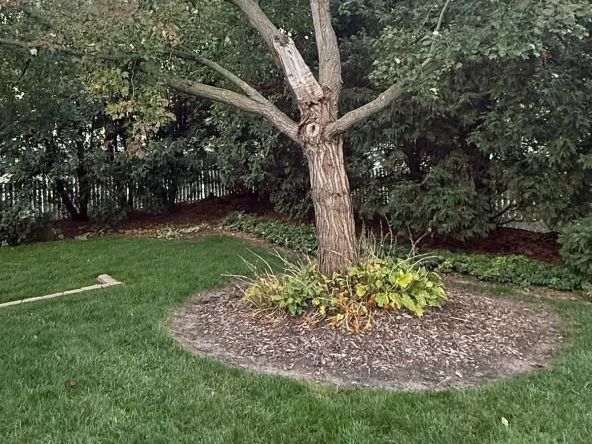 A back yard tree in a mulch bed before Triple DDD took it down