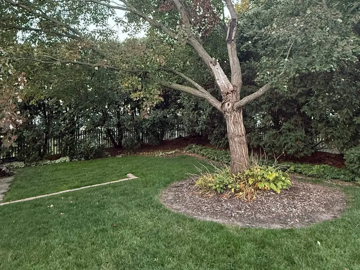 A back yard tree in a mulch bed before Triple DDD took it down