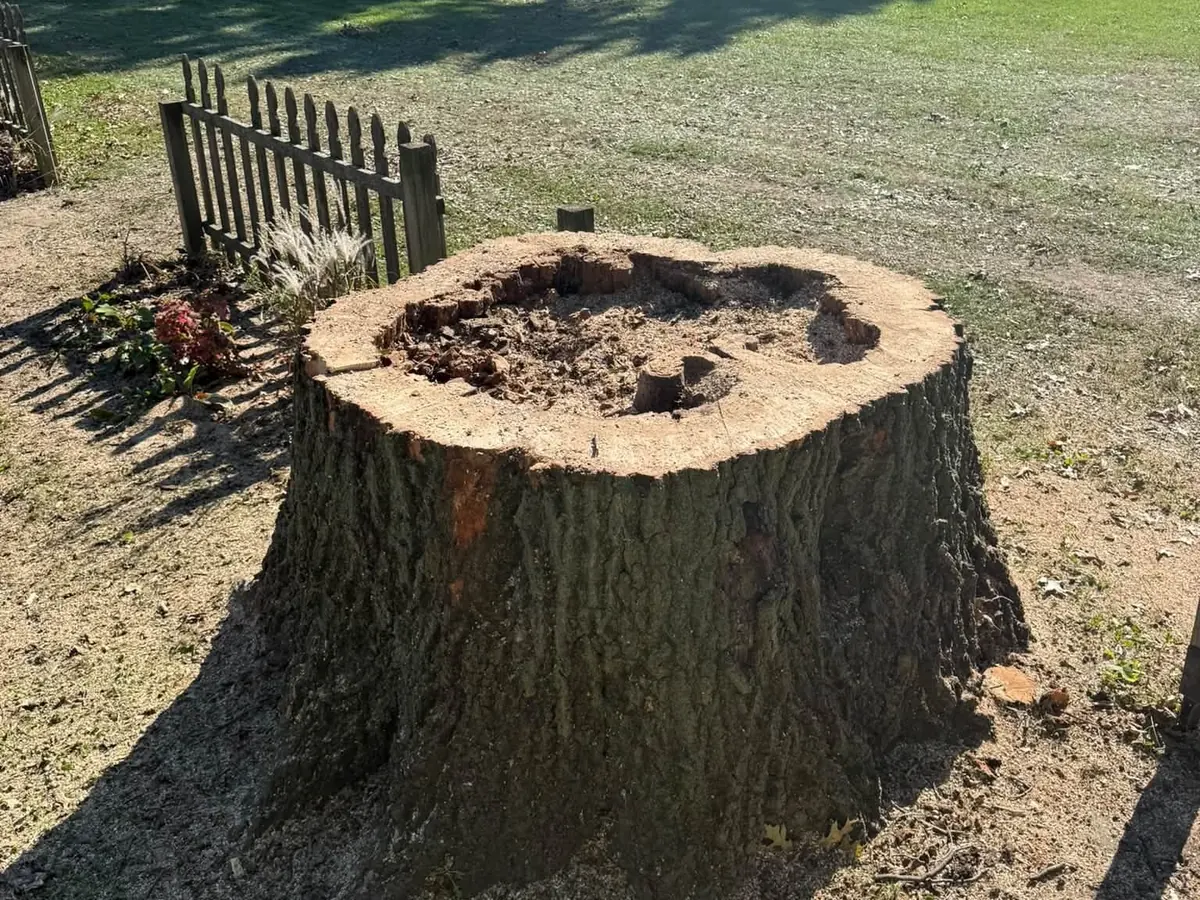 The stump of a big tree after a removal