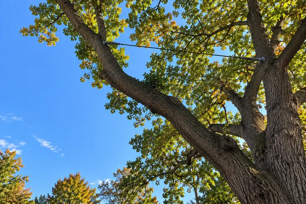 Looking up at a large oak with a steel support cable between two upper limbs