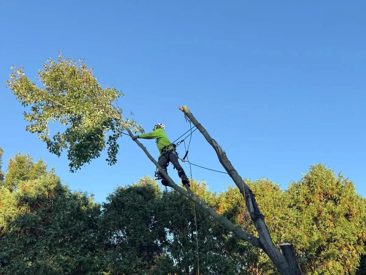 A climber cutting the leaning trunk down in pieces