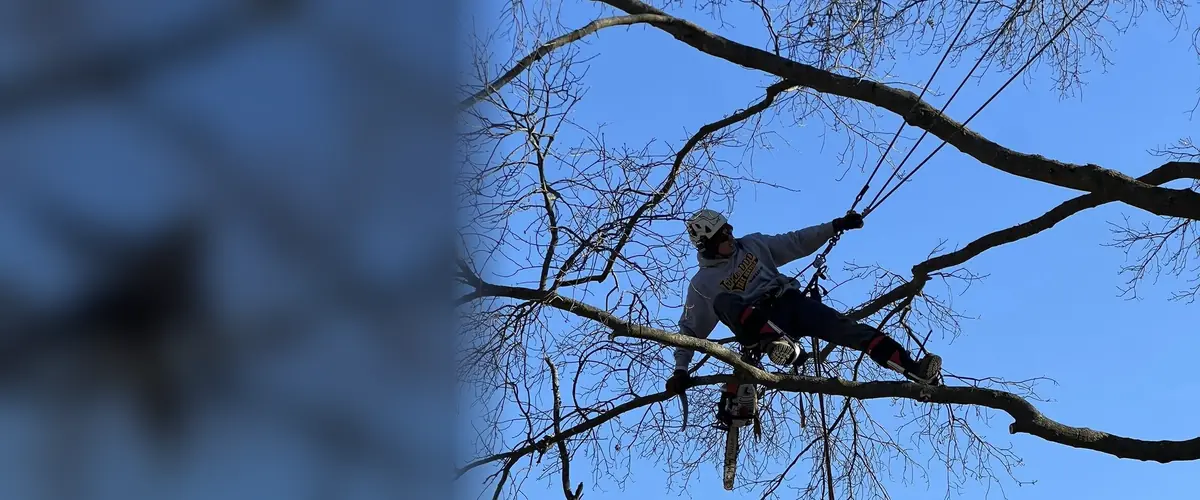 A Triple DDD climber roped into a tall bare tree against a blue sky