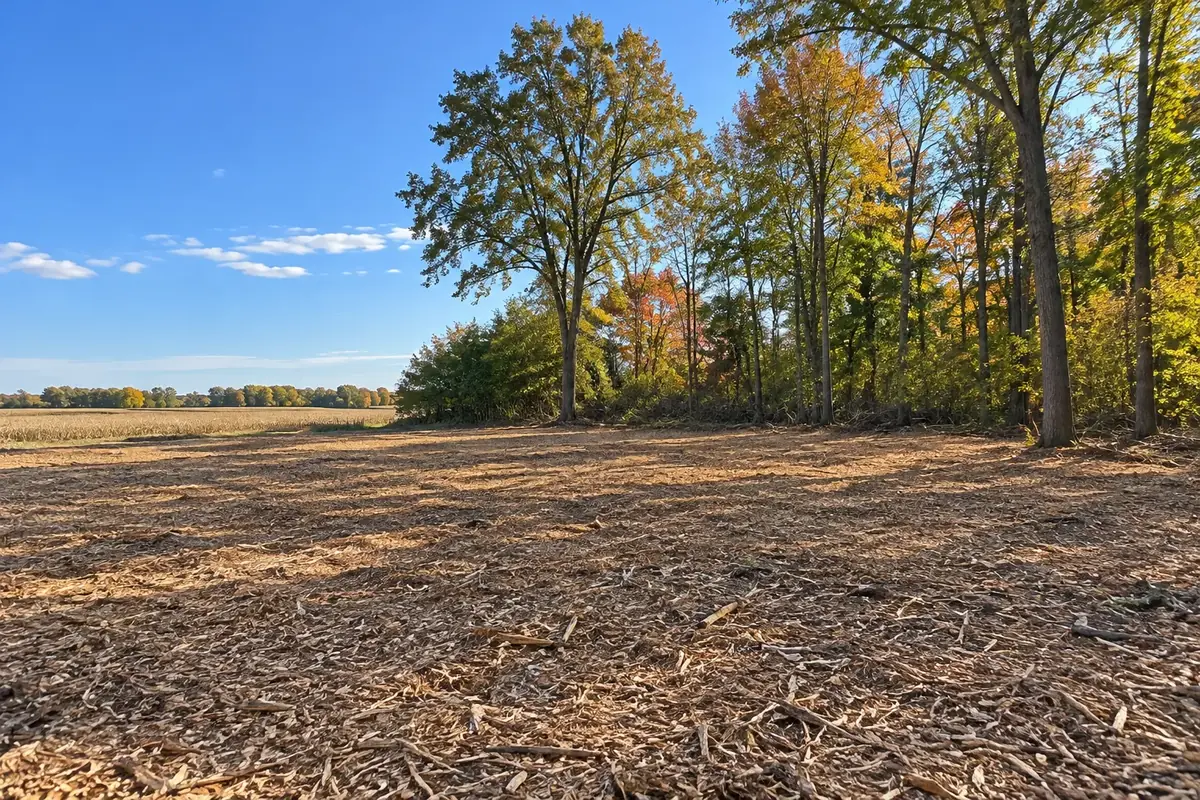 A cleared wooded lot covered in wood chips, with a line of trees left standing