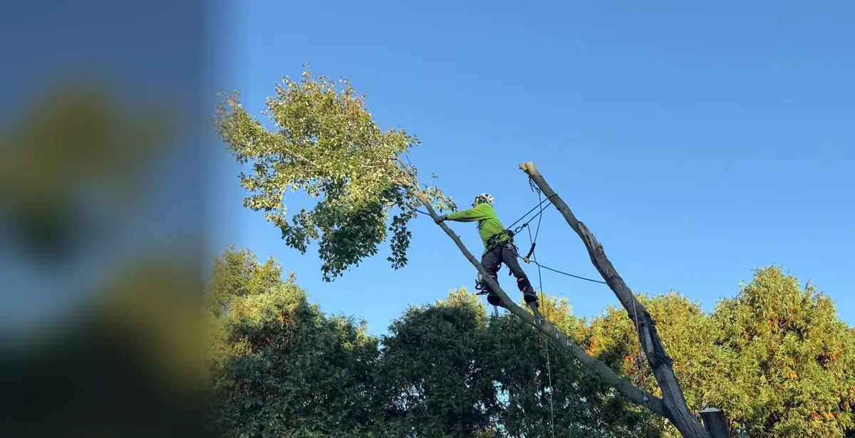 A Triple DDD climber cutting a leaning tree down in pieces over a back yard