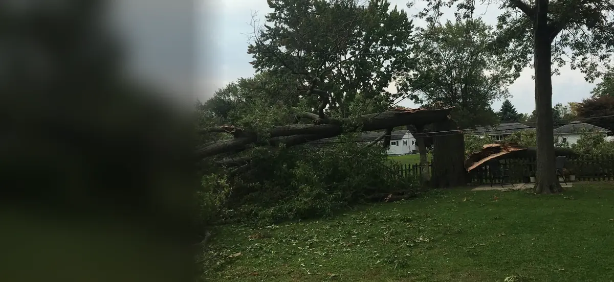 A large tree down across a back yard