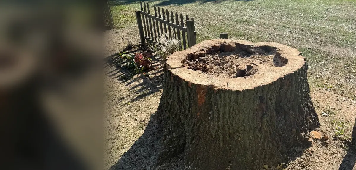The stump of a big tree Triple DDD took down, beside a picket fence