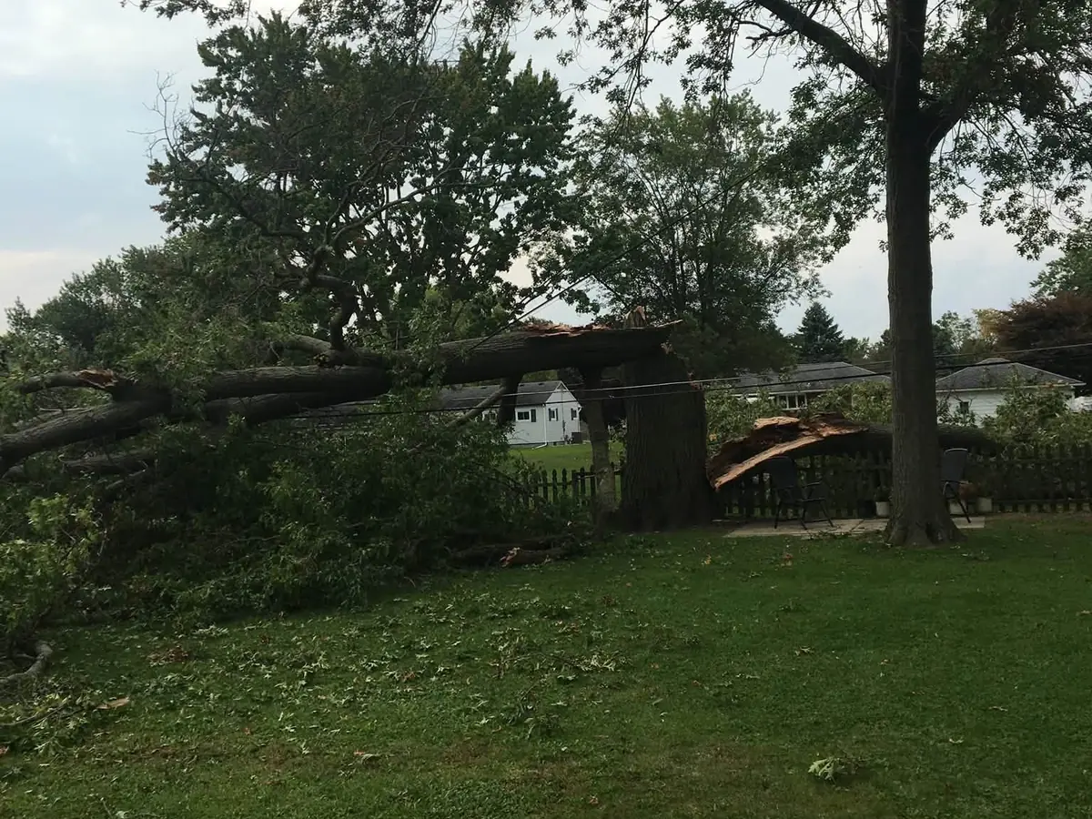 A large tree down across a back yard