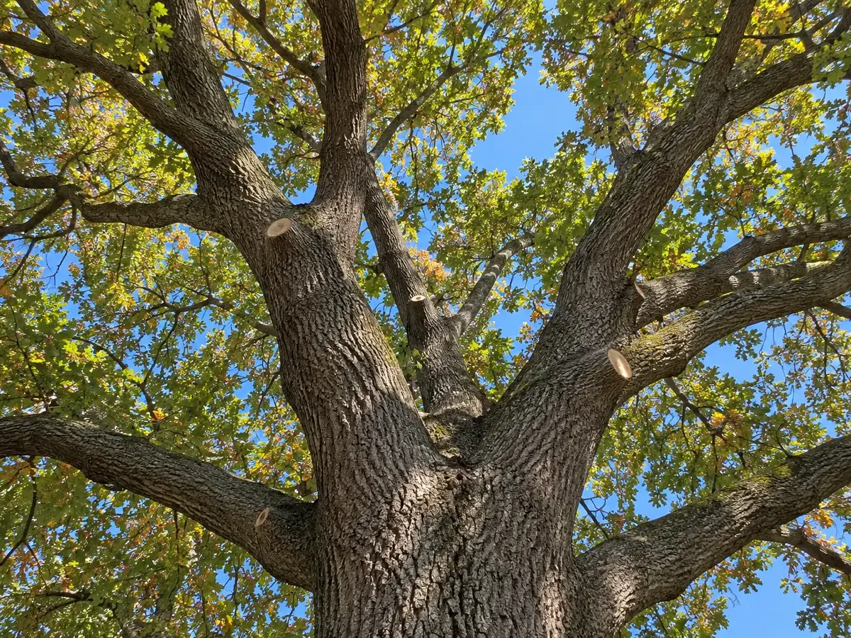 Looking up into an oak canopy after thinning, with clean pruning cuts